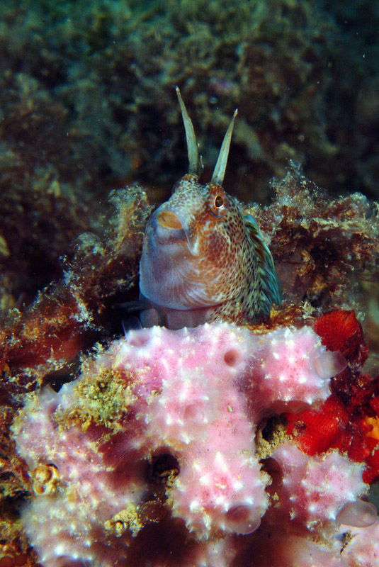 Uno scrigno pieno di vita-Parablennius tentacularis 14-06-09